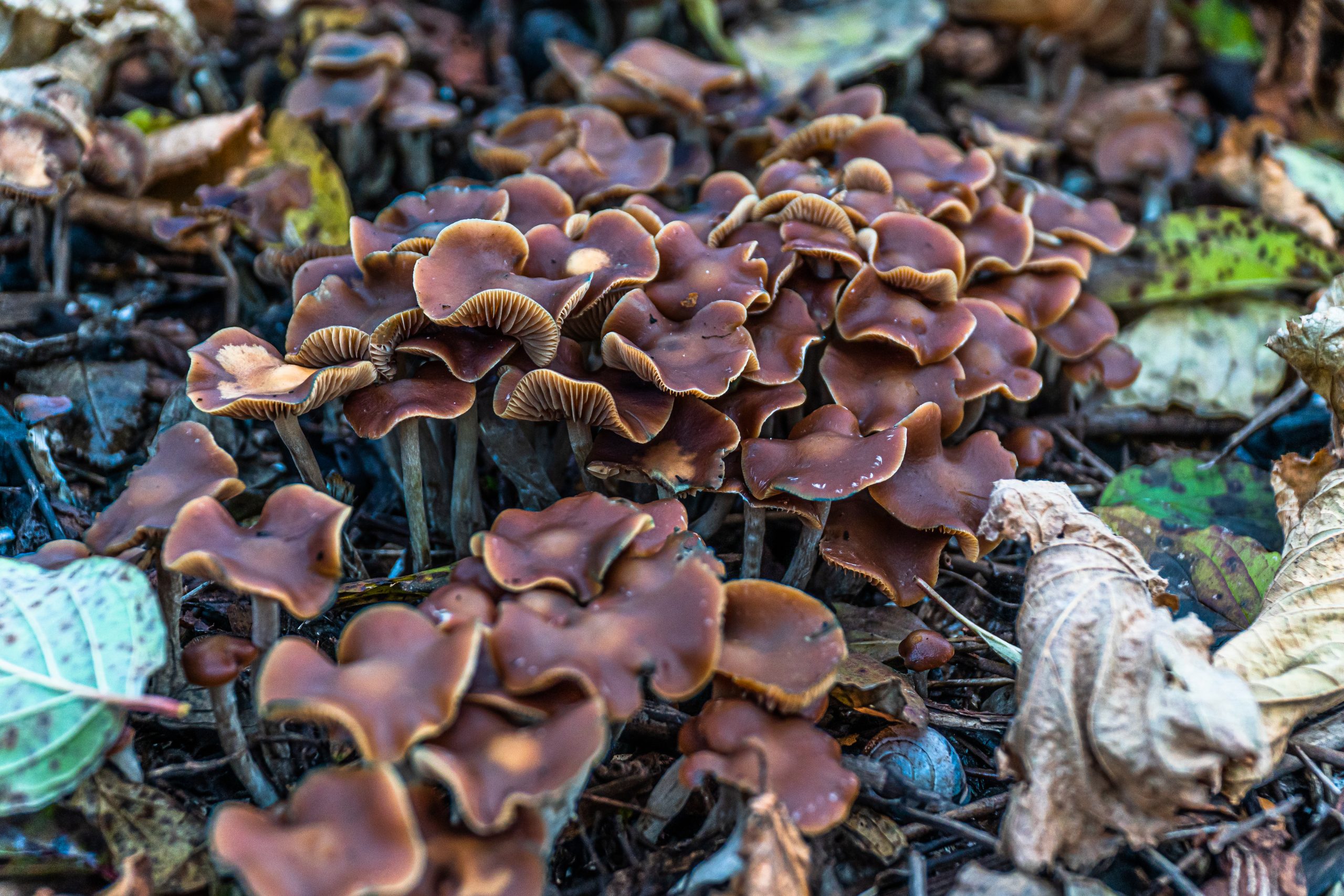 Begleitete Microdosing Reise – Bild 3