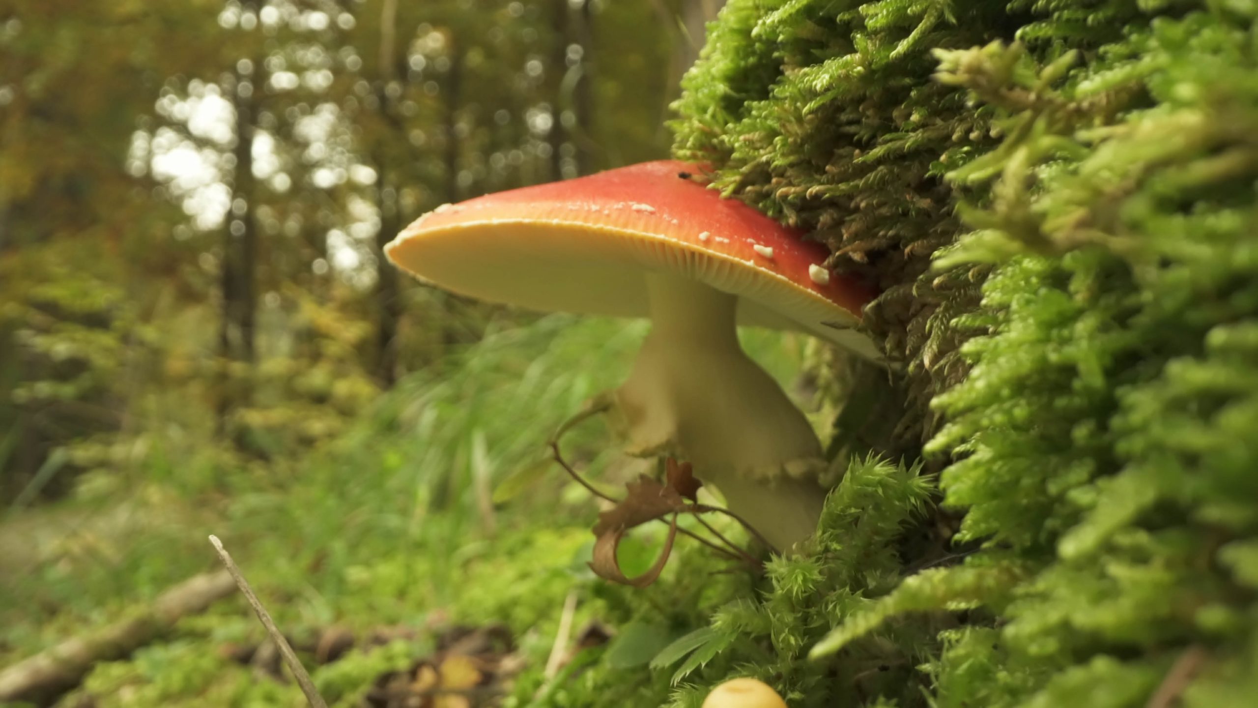 Fliegenpilz wächst im Moos