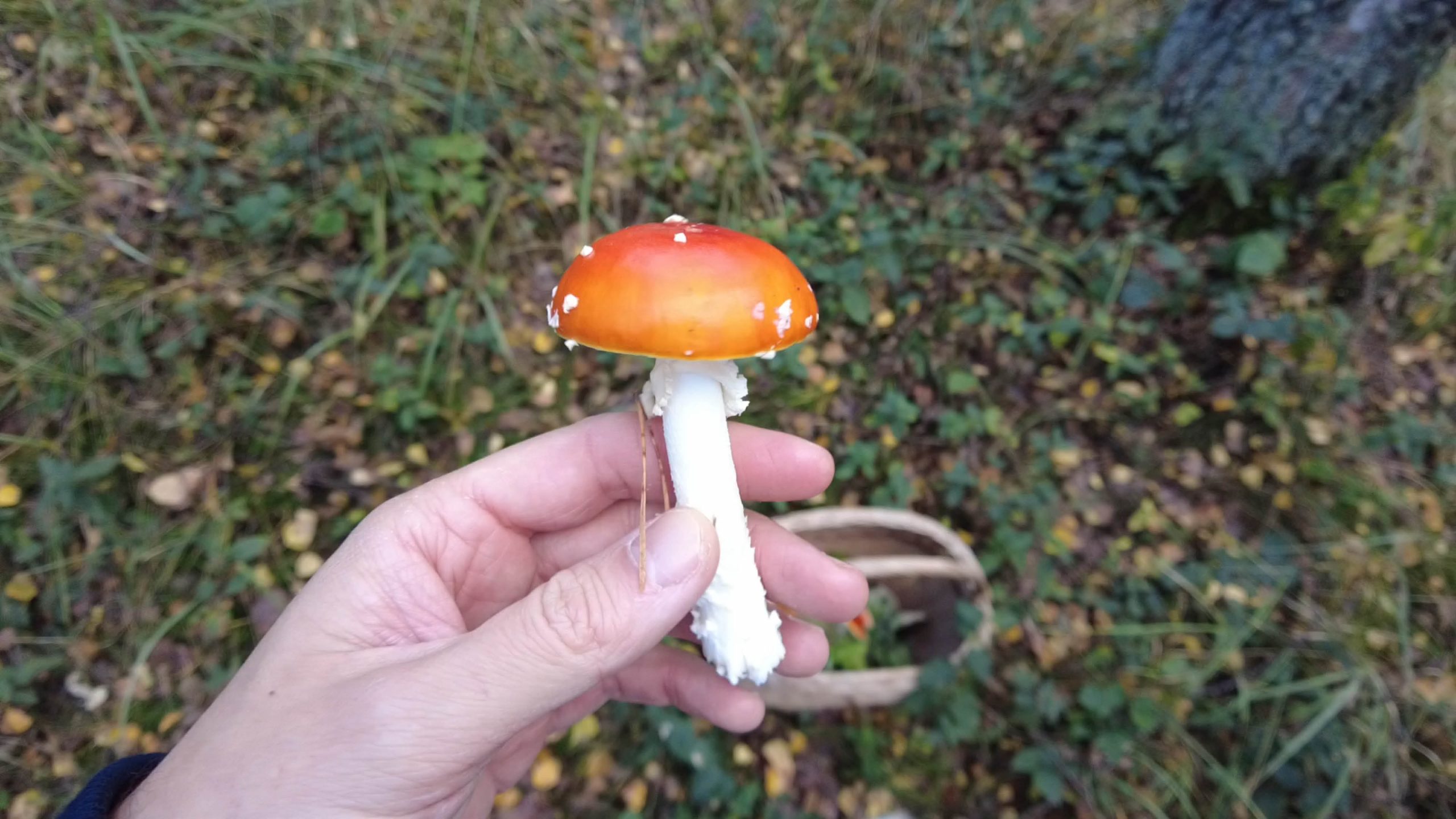Frisch gefundener Fliegenpilz in der Hand
