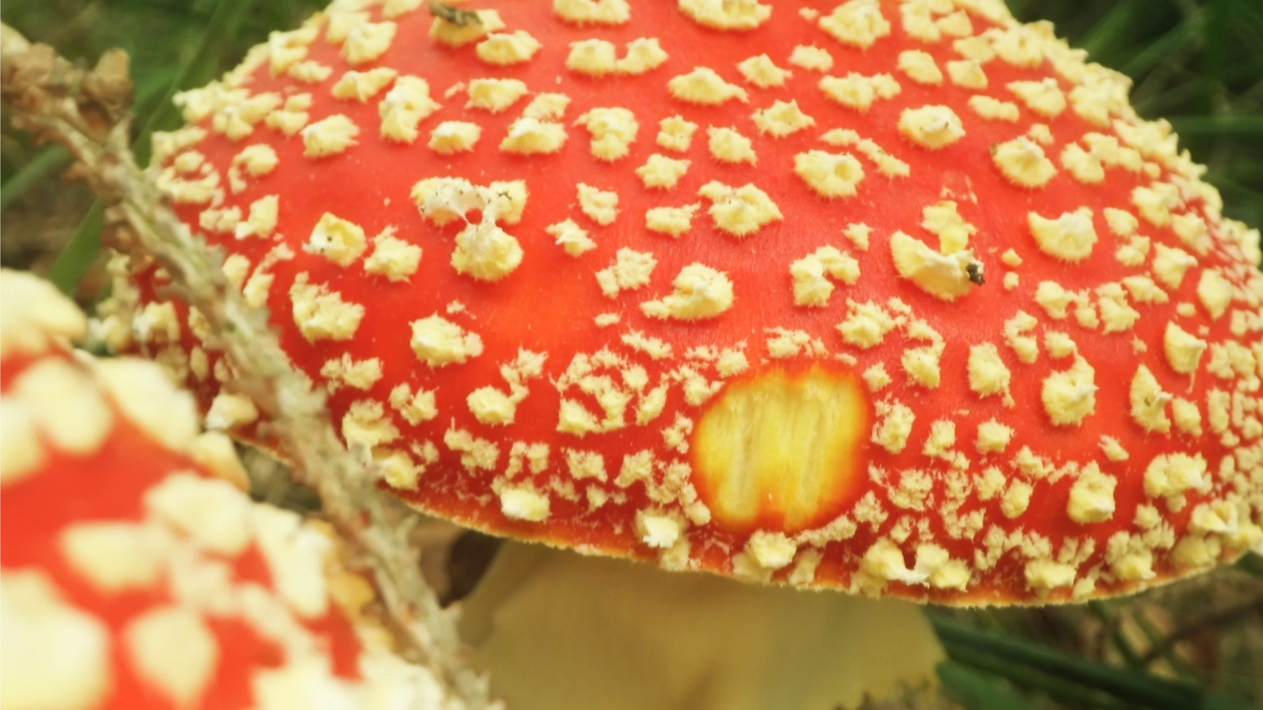 Fliegenpilz (Amanita muscaria) in Nahaufnahme &ndash; roter Hut mit wei&szlig;en Velum-Flocken