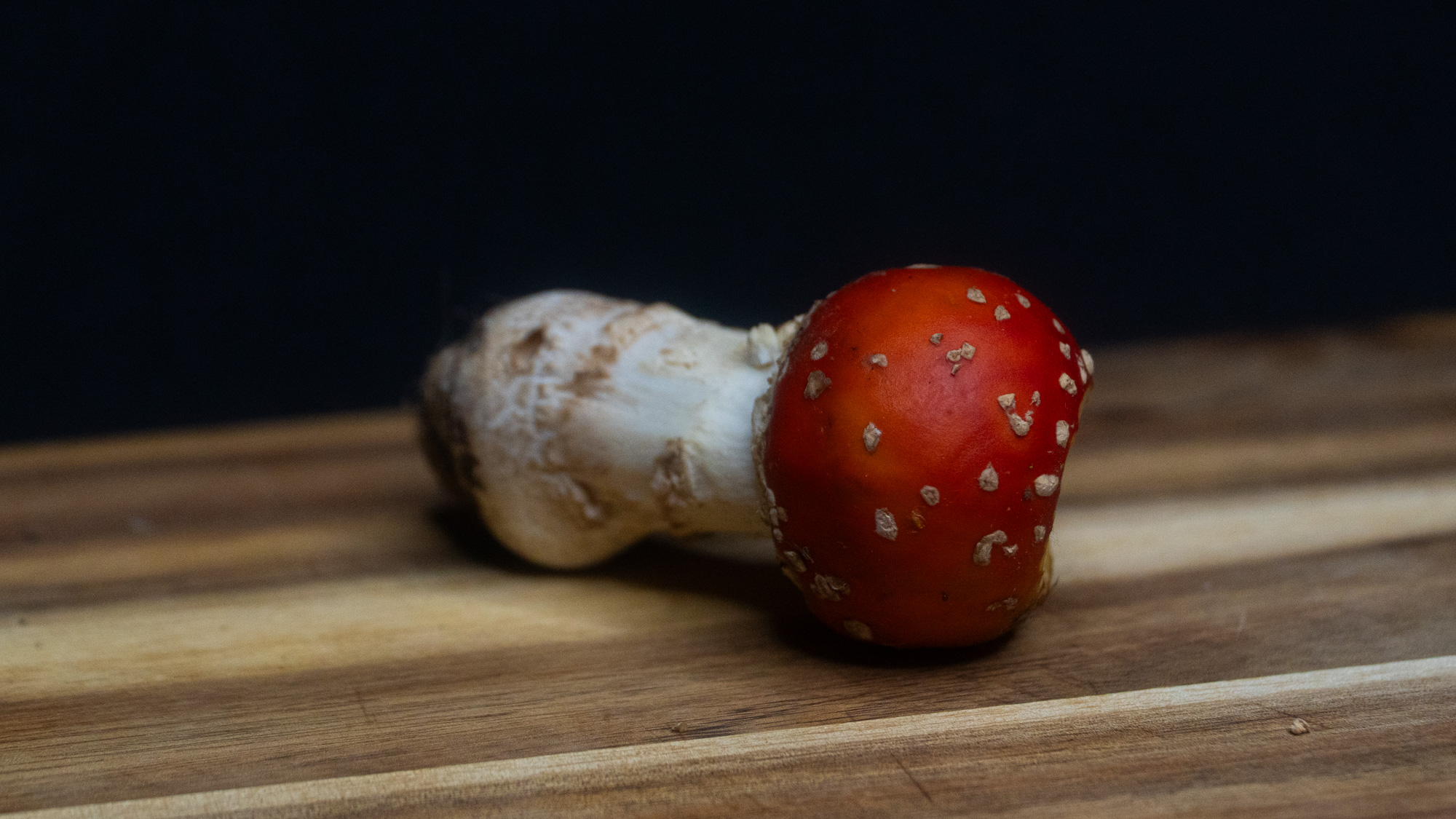 Fliegenpilz mit roter Kappe und knolliger Stielbasis