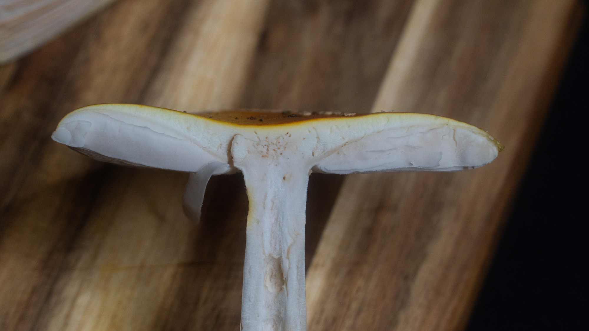 L&auml;ngsschnitt durch einen Fliegenpilz: Hut, Lamellen, Ring und Stiel