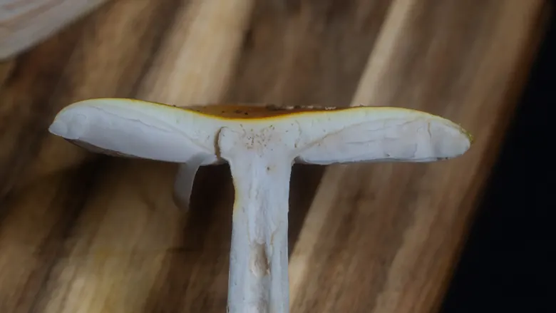 L&auml;ngsschnitt durch einen Fliegenpilz: Hut, Lamellen, Ring und Stiel